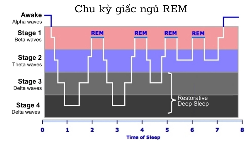  Chu kỳ giấc ngủ REM nơi những giấc mơ sống động nhất xuất hiện