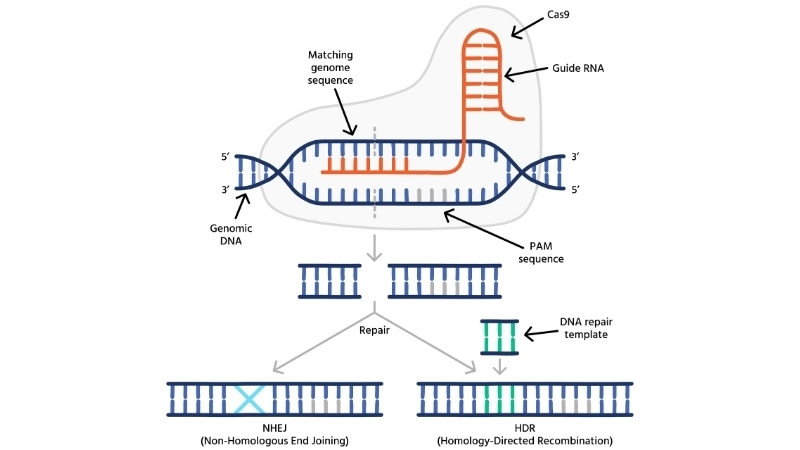 CRISPR là gì?