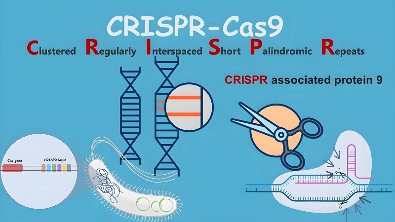 Ứng dụng CRISPR trong thực tiễn