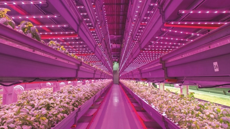  Đèn LED nông nghiệp chuyên dụng cho cây trồng trong nhà