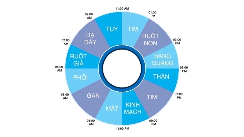 Tiềm năng phát triển của đồng hồ sinh học