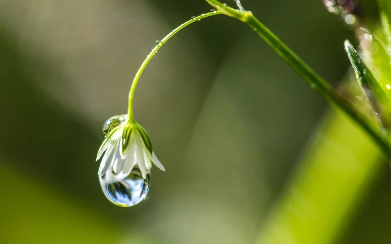 Chiêm ngưỡng hình ảnh giọt sương trên hoa tinh khôi