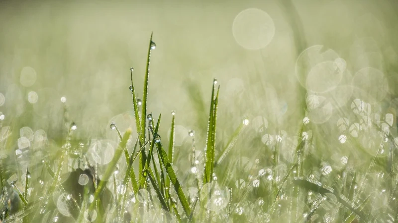 Hòa mình vào thiên nhiên với hình ảnh giọt sương trên lá