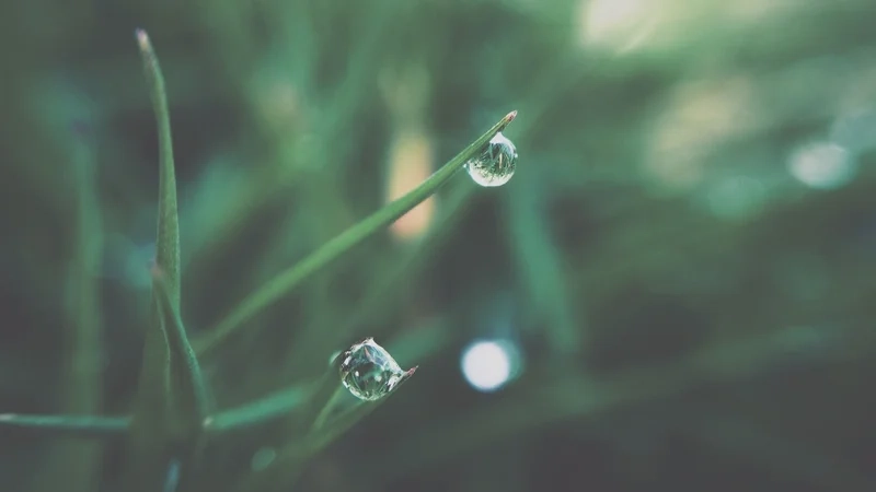 Mỗi buổi sáng là một bức tranh nhờ ảnh giọt sương đẹp