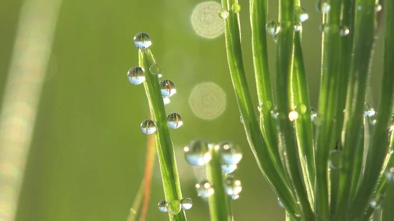 Ngỡ ngàng trước hình ảnh giọt sương ban mai trong trẻo