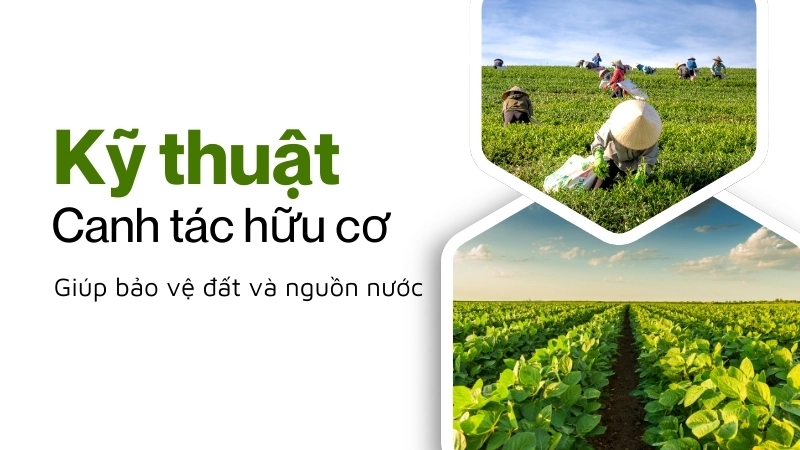 Kỹ thuật canh tác hữu cơ giúp bảo vệ đất và nguồn nước