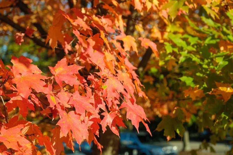 Truyền cảm hứng nghệ thuật với tranh lá phong đỏ