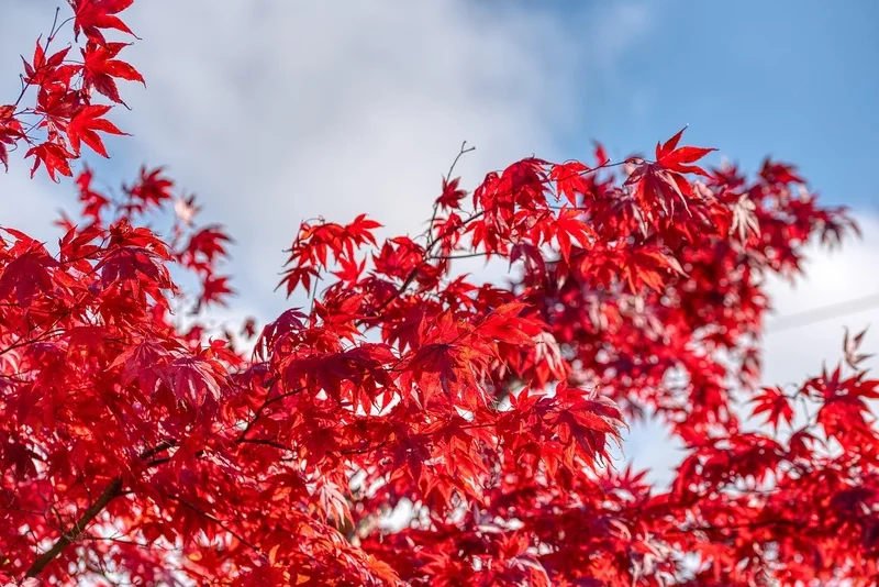 Khám phá màu sắc mùa thu với lá phong đỏ nhật bản