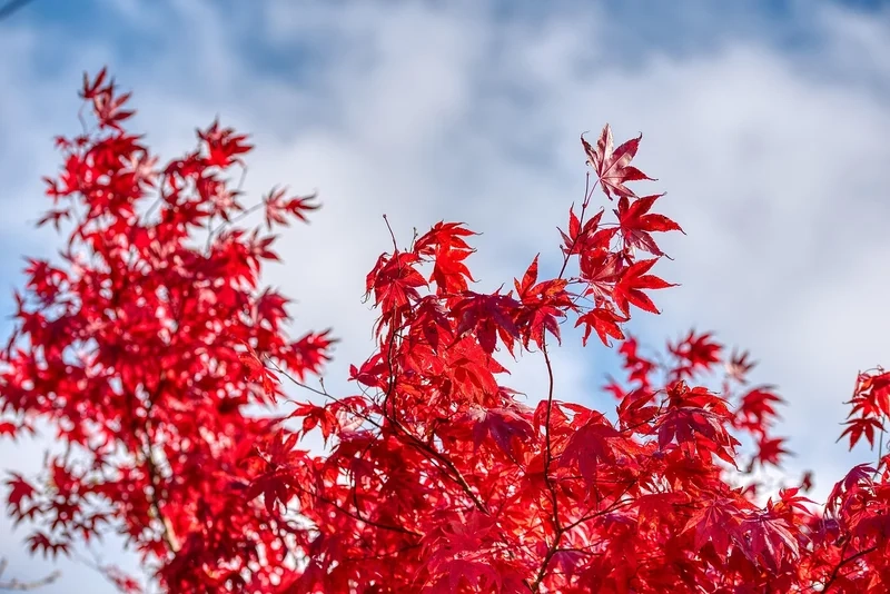 Tản bộ giữa thiên nhiên với phong lá đỏ rừng yên bình