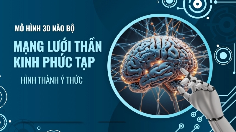  Mô hình 3D não bộ và mạng lưới thần kinh phức tạp hình thành ý thức