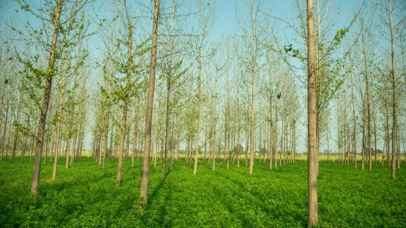 Mô hình nông lâm kết hợp, một ví dụ điển hình của nông nghiệp tái tạo