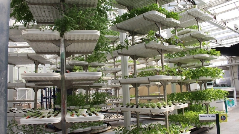  Mô hình nông nghiệp đô thị với các khay trồng xếp chồng