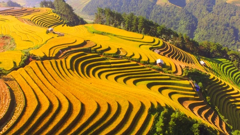 Thưởng ngoạn mùa vàng rực rỡ với mù cang chải mùa lúa chín