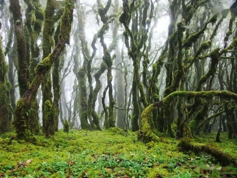 Khám phá bí ẩn núi ailao là núi gì