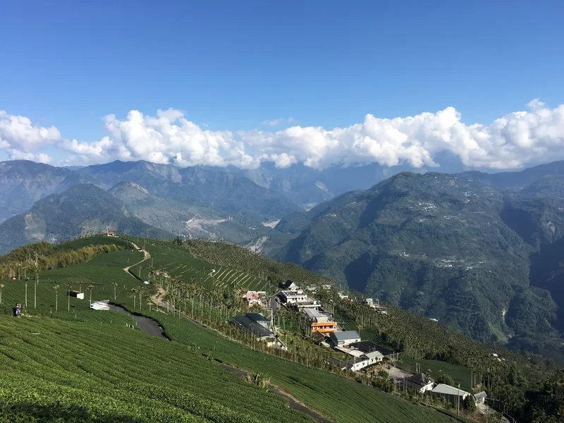 Thưởng thức hương vị độc đáo từ trà núi alishan