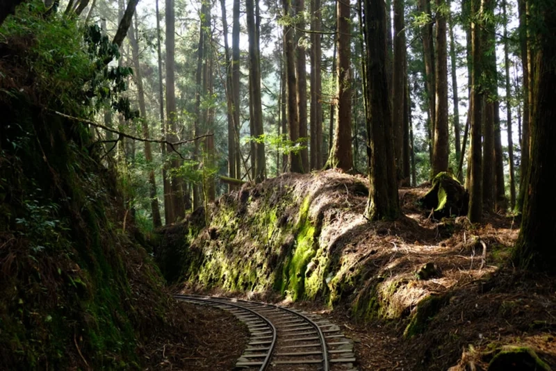 Ngắm nhìn thiên nhiên kỳ vĩ tại đỉnh núi alishan