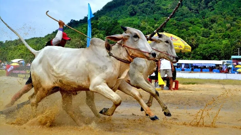Trải nghiệm lễ hội độc đáo tại lễ hội đua bò Bảy Núi