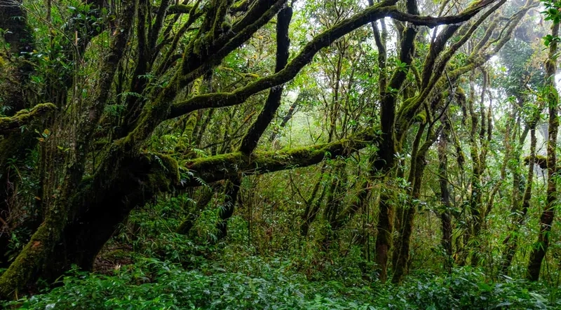 Chiêm ngưỡng thiên nhiên tại vườn quốc gia Chư Yang Sin nổi tiếng