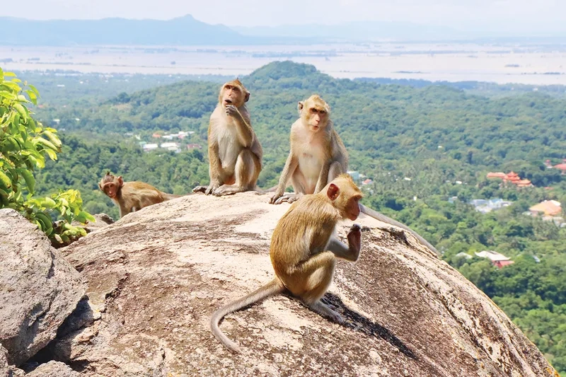 Giới thiệu đôi nét về núi Khỉ 