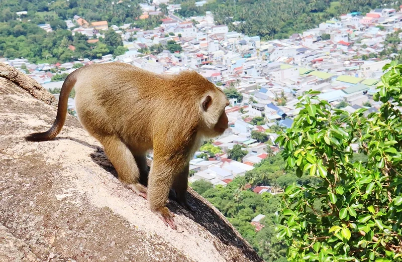 Khám phá ngọn núi khỉ hùng vĩ giữa thiên nhiên