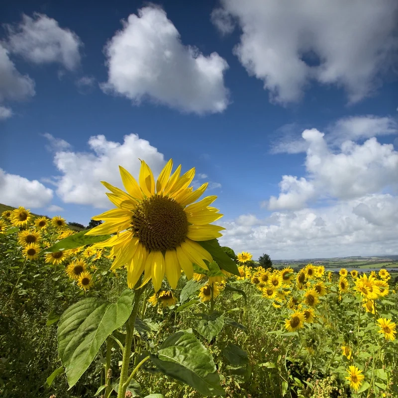 Khám phá vẻ đẹp tự nhiên của cánh đồng hoa hướng dương ở việt nam