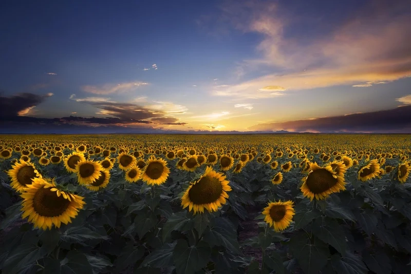 Phong cảnh hoa anh đào mang cảm giác bình yên tuyệt vời
