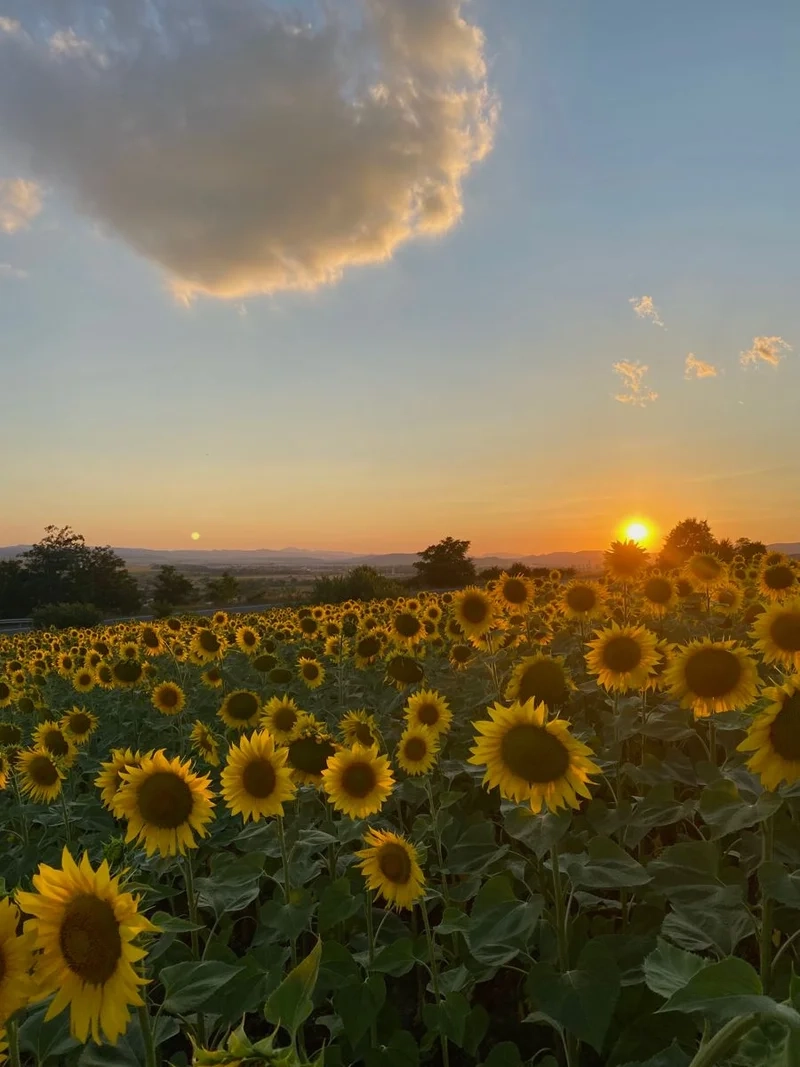 Trang trí máy tính với hình cánh đồng hoa hướng dương sống động