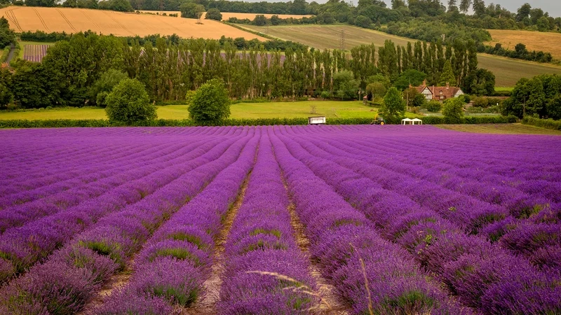 Thưởng ngoạn vẻ đẹp tinh tế của tranh cánh đồng hoa oải hương