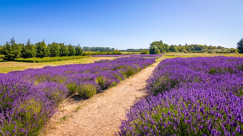 Trải nghiệm bình yên trên cánh đồng hoa oải hương ở đà lạt