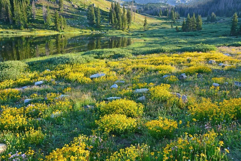 Lạc vào sắc xanh tươi mát của đồng cỏ đẹp