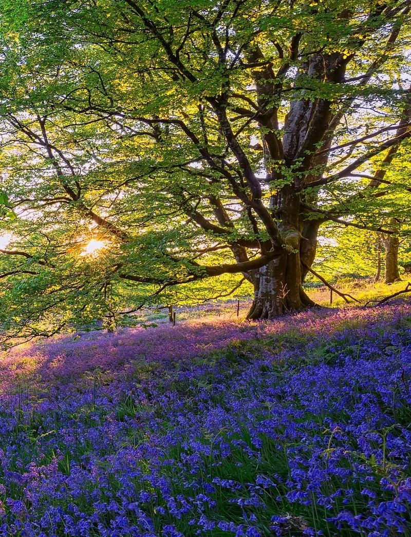 Cảm nhận sự lãng mạn của đồng cỏ mây