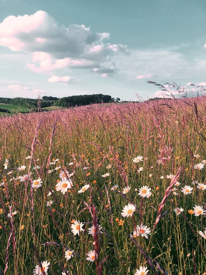 Chiêm ngưỡng thiên nhiên qua cảnh đồng cỏ đẹp
