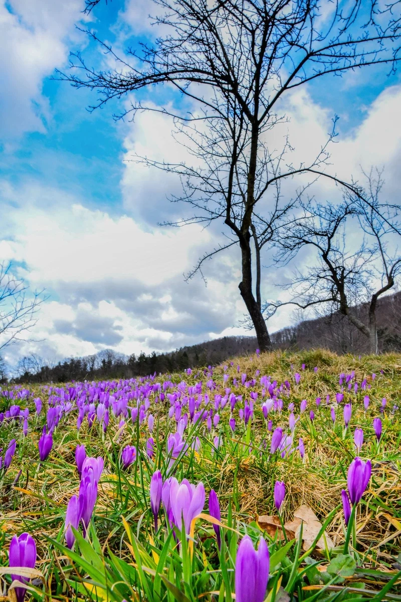 Tận hưởng nghệ thuật qua tranh phong cảnh hoa sống động