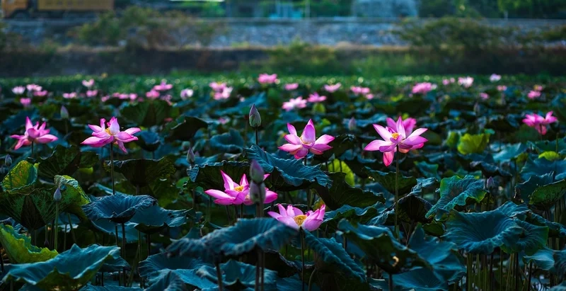 Thưởng ngoạn từng chi tiết trong tranh phong cảnh hoa sen đẹp