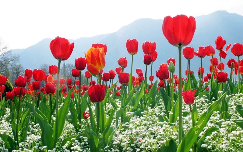Ghé thăm hoa tulip ở việt nam và chụp những bức ảnh tuyệt