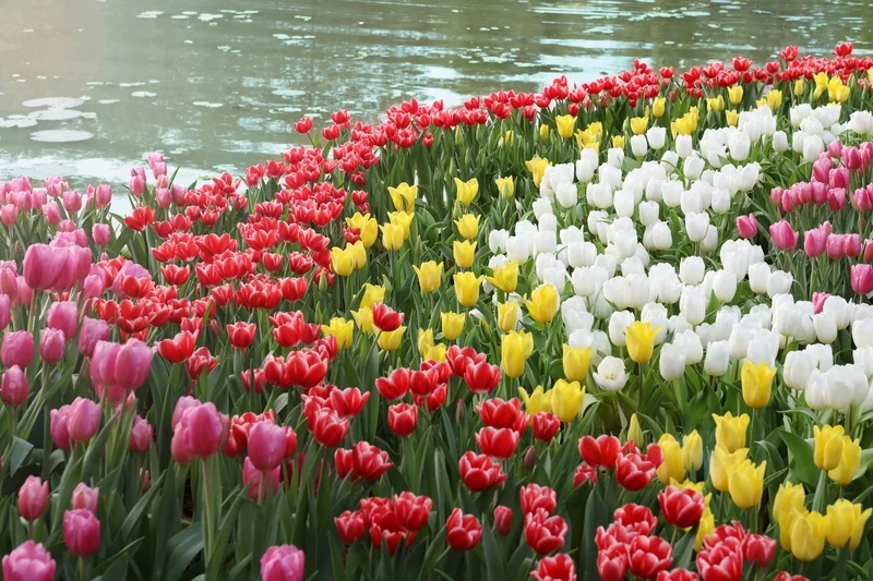 Tận hưởng vẻ đẹp tự nhiên qua hoa tulip hình ảnh sống động