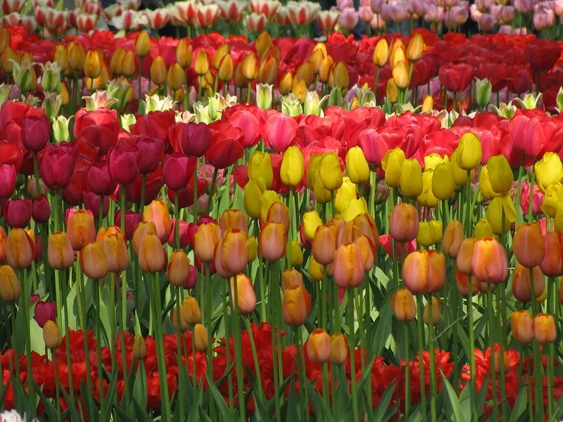 Làm mới màn hình với hình nền phong cảnh hoa tulip rực rỡ