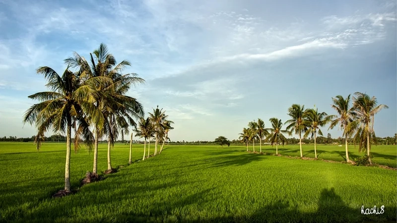 Chiêm ngưỡng vẻ nên thơ trong tranh phong cảnh long an