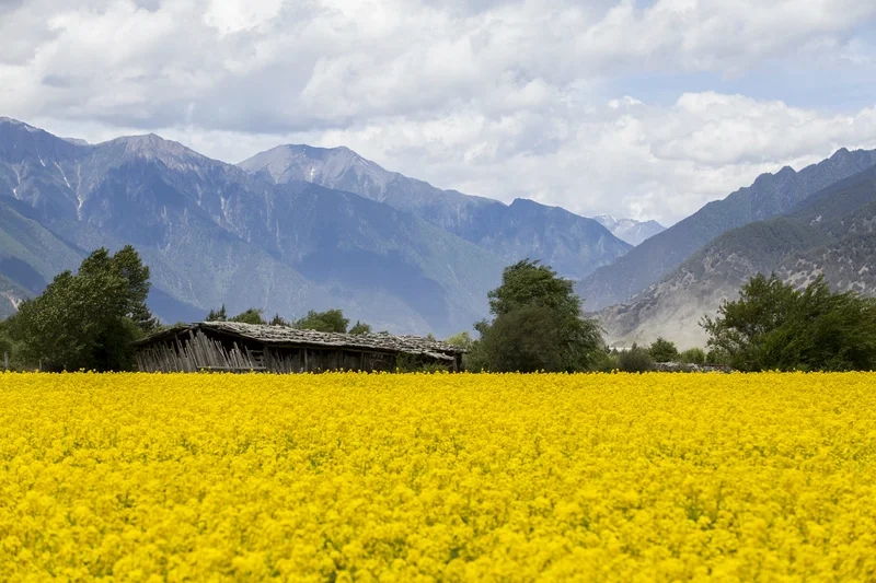 Thưởng thức vẻ đẹp rực rỡ của hoa cải vàng ven sông mỗi ngày