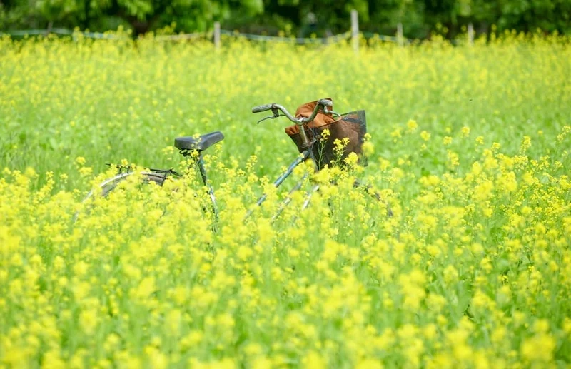 Khám phá mùa hoa cải vàng mộc châu rực rỡ và lãng mạn