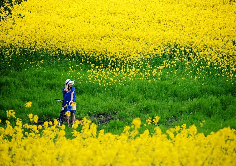 Chụp ảnh tuyệt đẹp tại mùa hoa cải vàng đà lạt đầy nắng