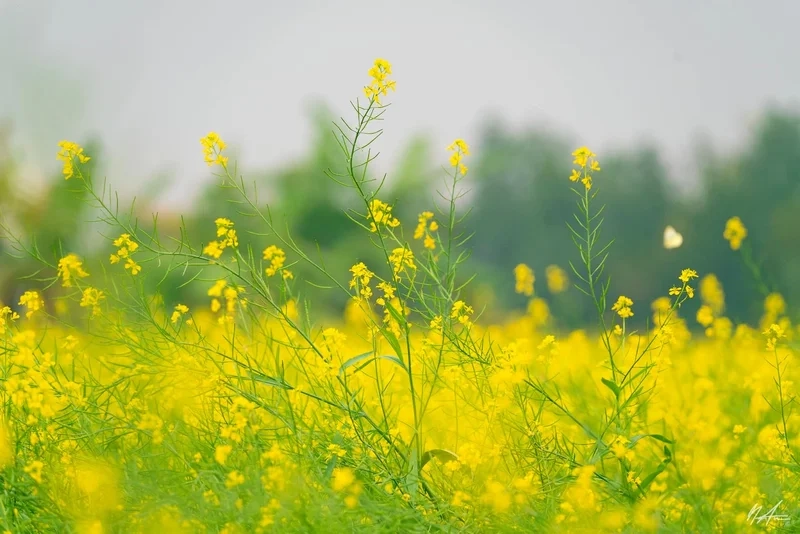 Tìm hiểu mùa hoa cải vàng tháng mấy để lên kế hoạch du lịch