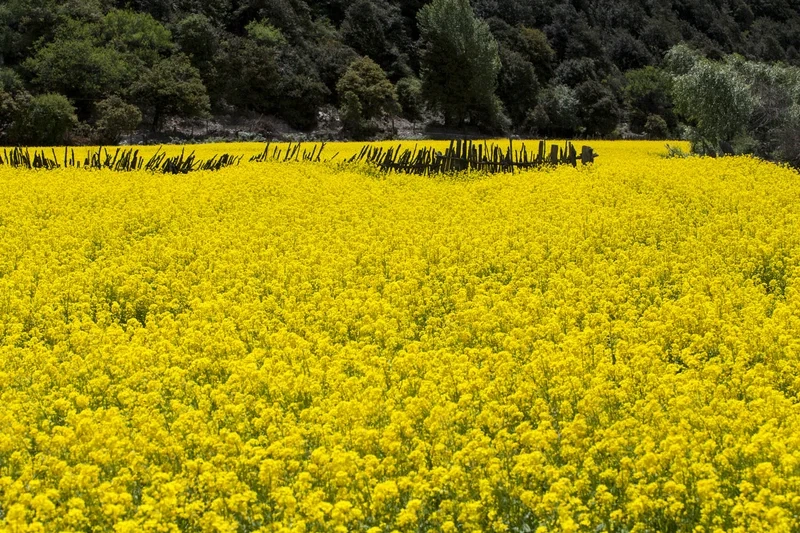 Khám phá vườn cải hoa vàng rộng lớn và đầy màu sắc