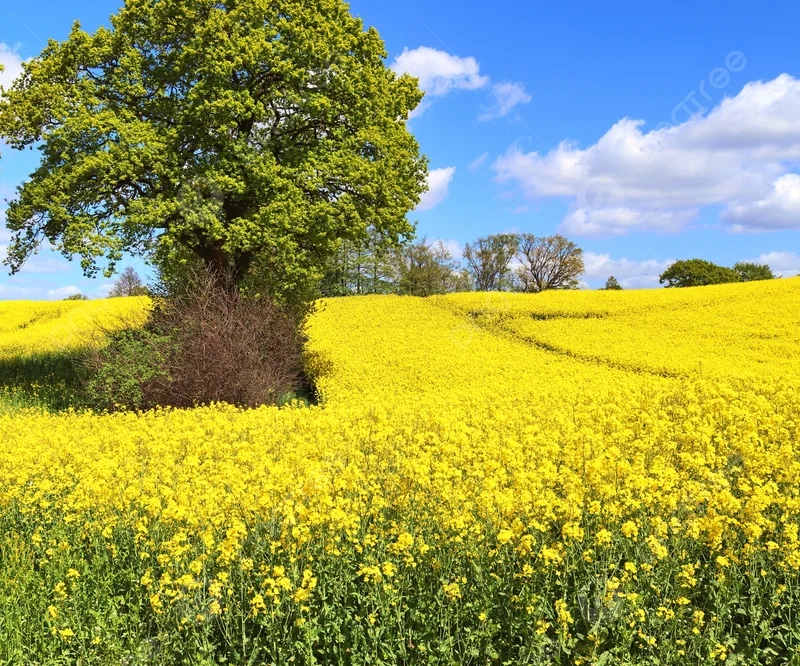 Tìm hiểu hoa cải vàng nở vào mùa nào để chụp ảnh đẹp