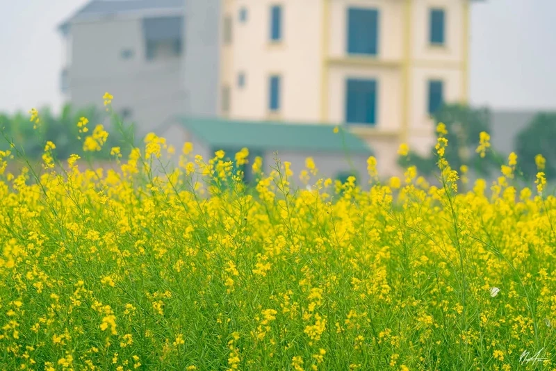 Ngắm vẻ đẹp tự nhiên của hoa cải vàng hà giang mỗi mùa