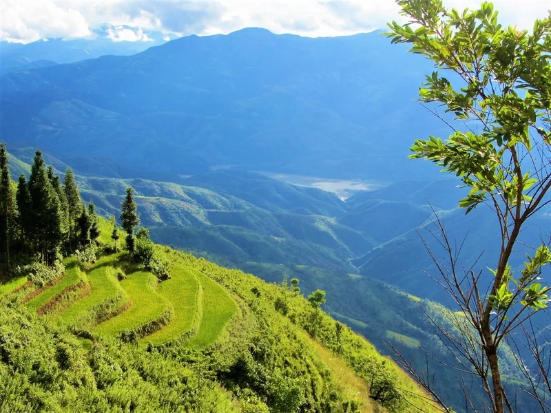 Nghệ thuật độc đáo từ tranh sơn dầu rừng cây tuyệt mỹ