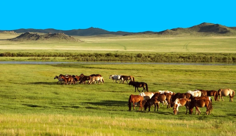 Thưởng ngoạn vẻ hùng vĩ của cảnh thảo nguyên đẹp