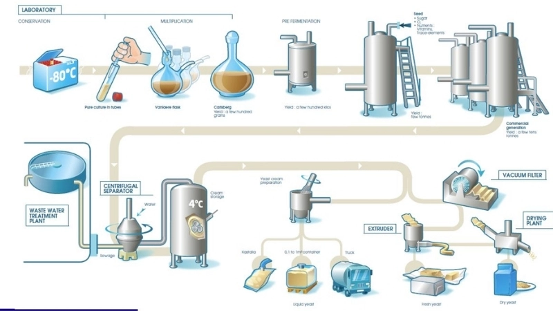  Quy trình ứng dụng công nghệ sinh học thực phẩm trong sản xuất