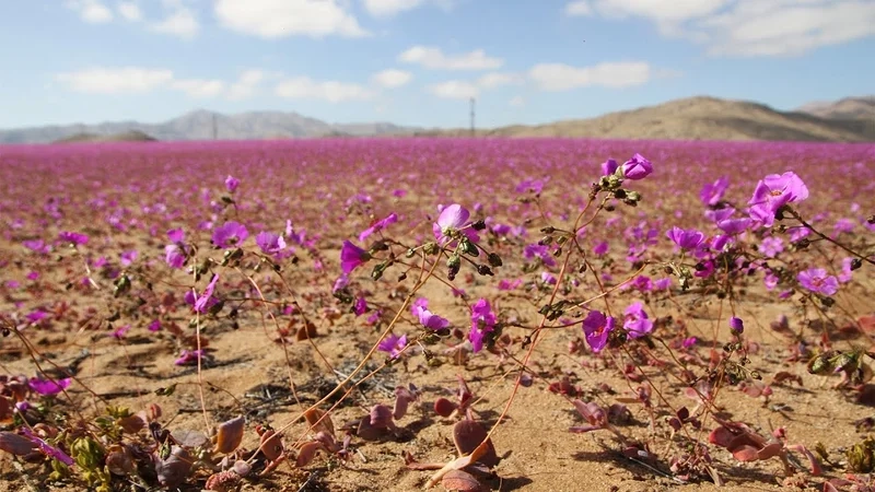 Trải nghiệm kỳ quan thiên nhiên với sa mạc nở hoa