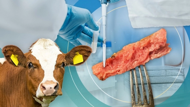 Tiềm năng phát triển của thịt nuôi cấy